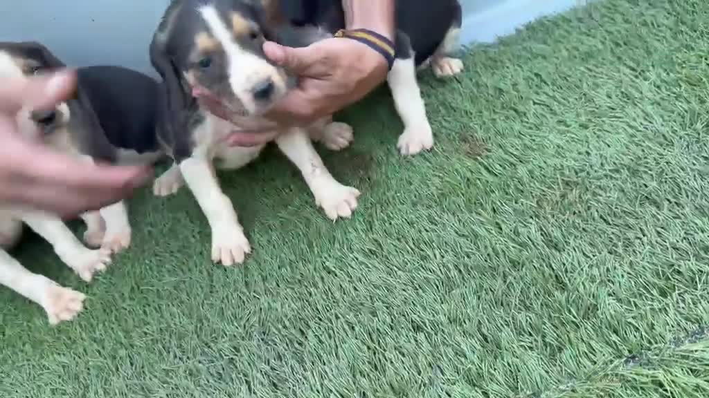 Otras razas perros en venta: Anglo Franceses - Video 1