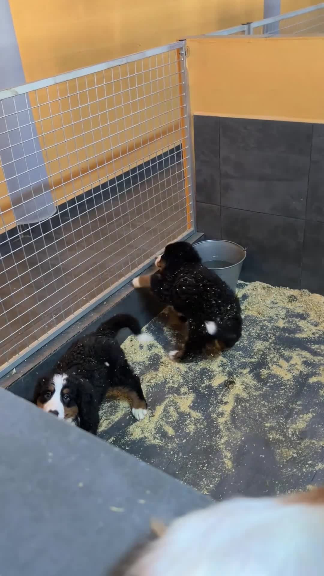 Boyero de Berna perros en venta: Boyero de Berna  - Video 1