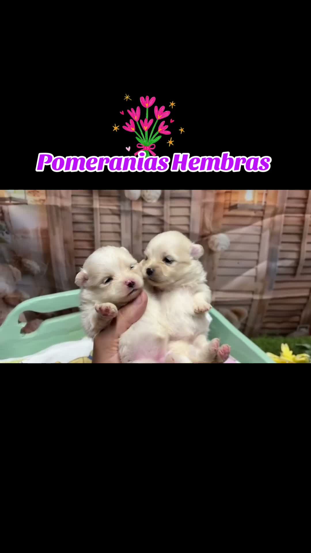 Pomerania perros en venta: Pomeranias varios colores muy bonitos!! - Video 1