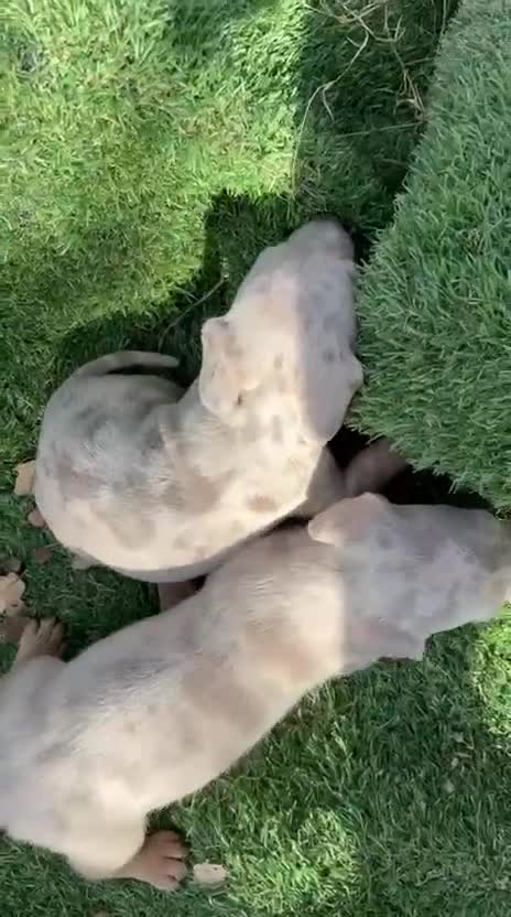 Teckel Miniatura perros en venta: Teckel arlequin - Video 2