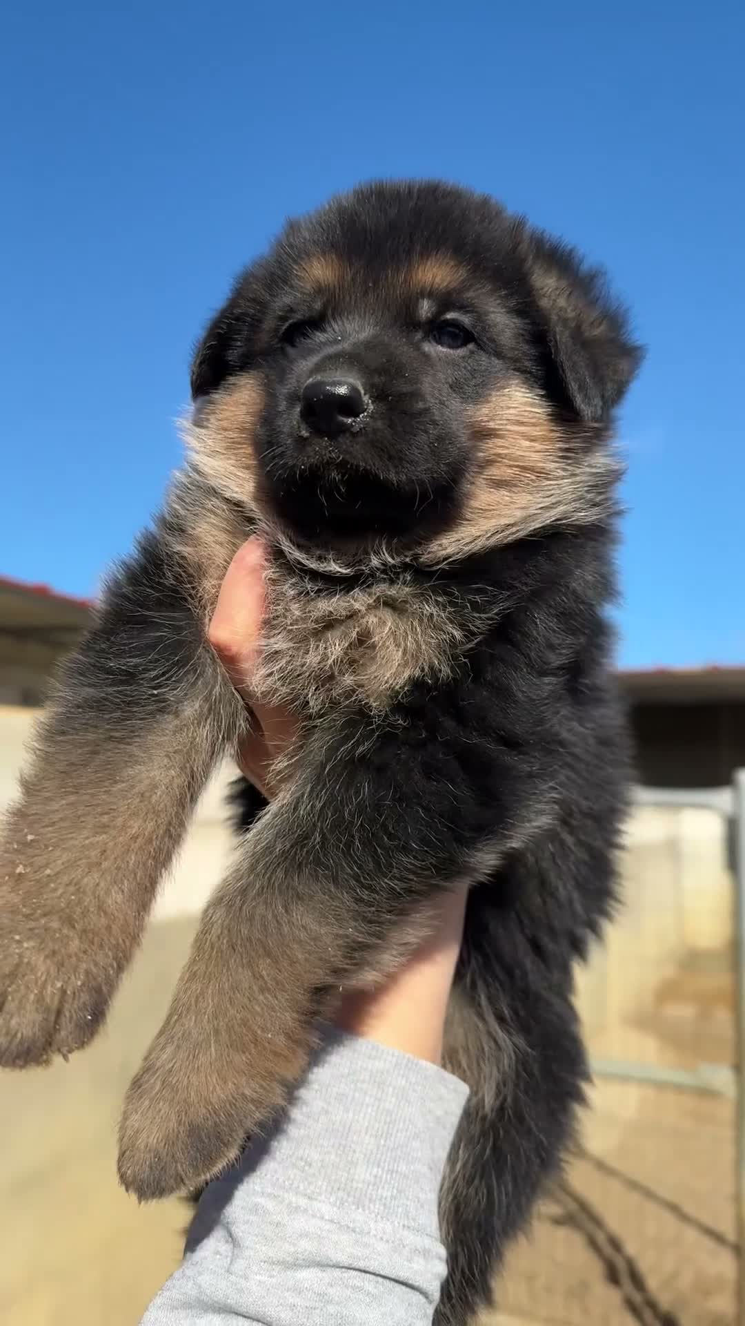 Pastor Alemán perros en venta: CACHORROS DE PASTOR ALEMAN - Video 1