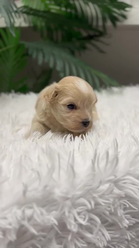 Maltipoo perros en venta: MALTIPOO - Video 2
