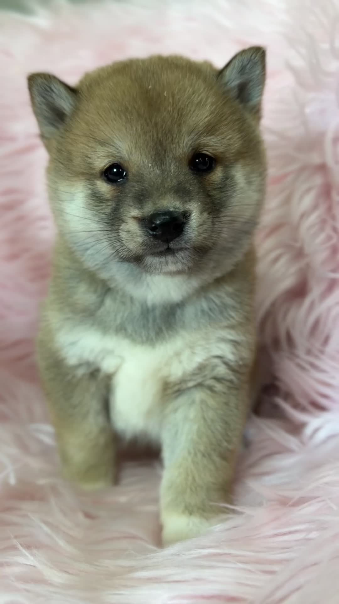 Shiba Inu perros en venta: Shiba Inu hembra  - Video 1