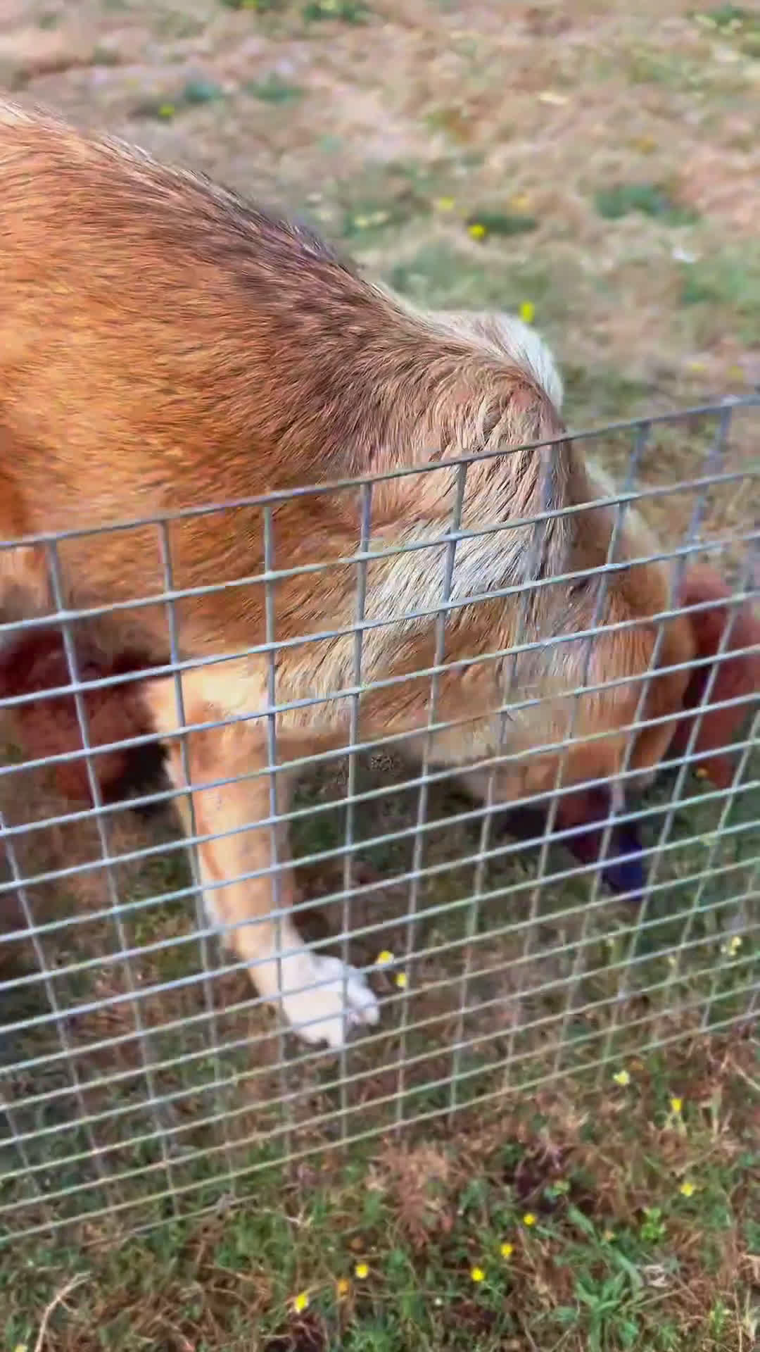 Caniche Toy perros en venta: caniche toy asiático  - Video 1