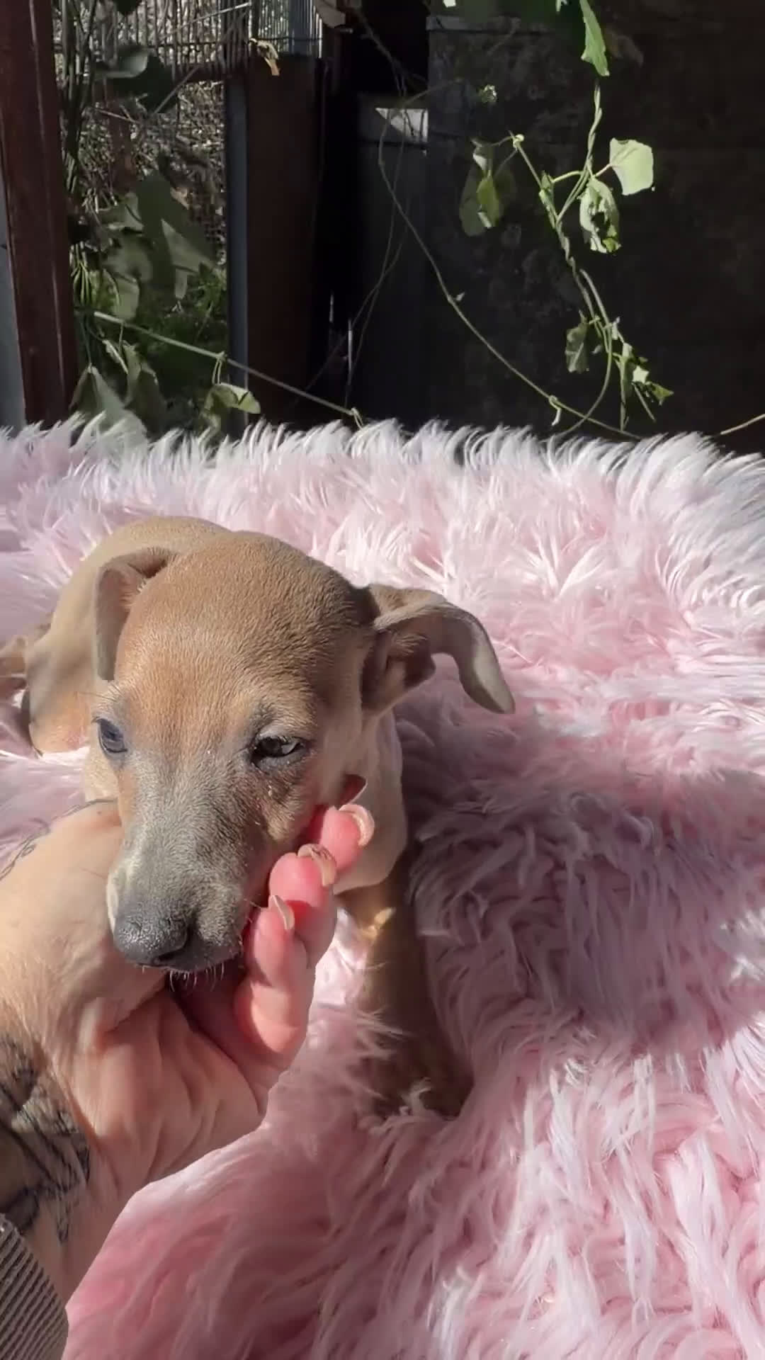 Pequeño Lebrel Italiano perros en venta: Piccolo Isabella  - Video 1