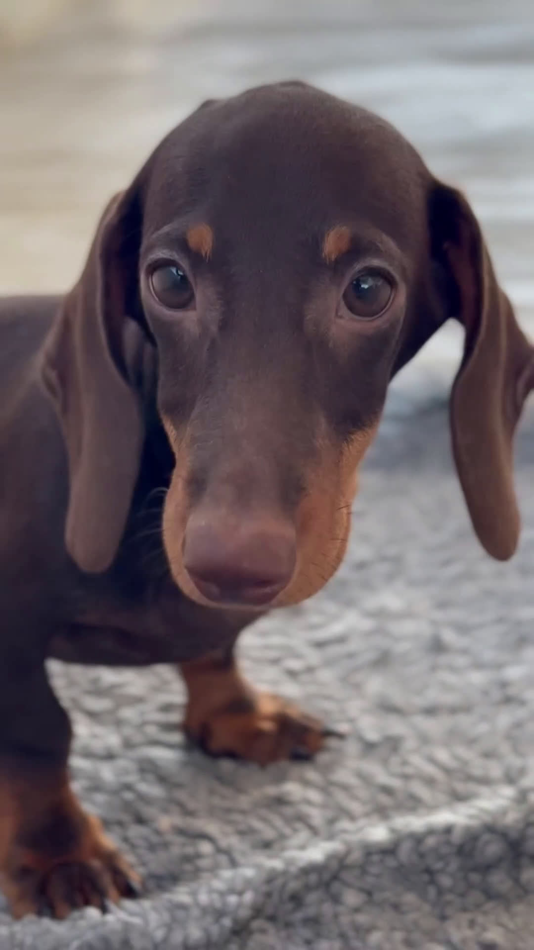 Teckel Miniatura perros en venta: 🍫 Dúo chocolate: Cacao y Bongo 🐾 - Video 1