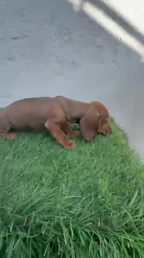Teckel Miniatura perros en venta: Teckel miniatura - Video 1