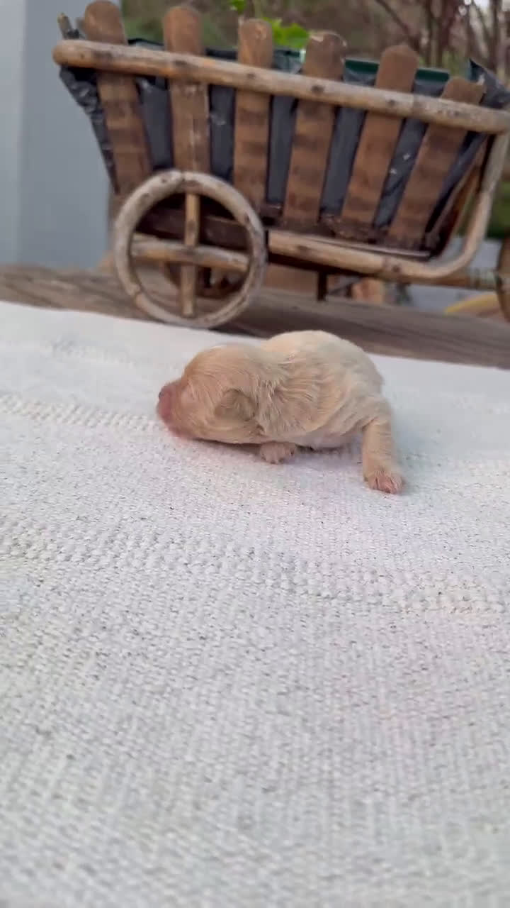 Maltipoo perros en venta: Maltipoo Apricot rojos y cremas Toy disponibles  - Video 3