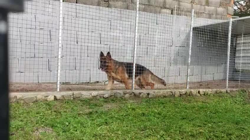 Pastor Alemán perros en venta: Cachorros pastor alemán  - Video 2