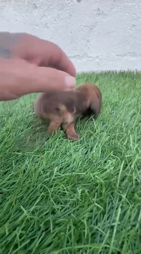 Teckel Miniatura perros en venta: Teckel Miniatura - Video 3