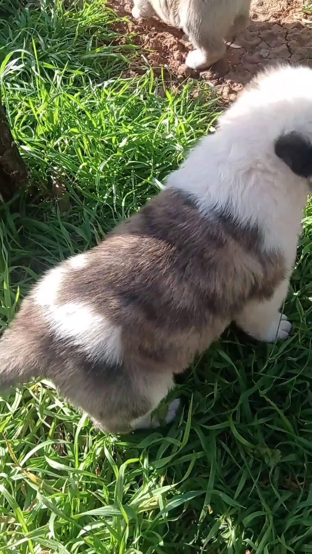 Mastín Español perros en venta: Cachorros de mastín español - Video 1