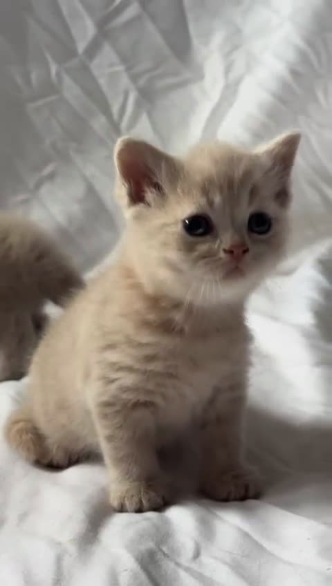 Británico de Pelo Corto gatos en venta: Cachorro british shorthair - Video 1