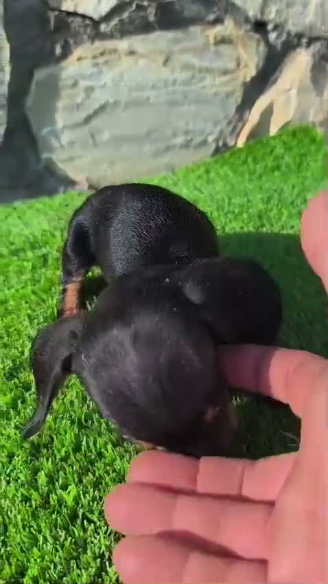 Teckel Miniatura perros en venta: Teckel Miniatura - Video 5