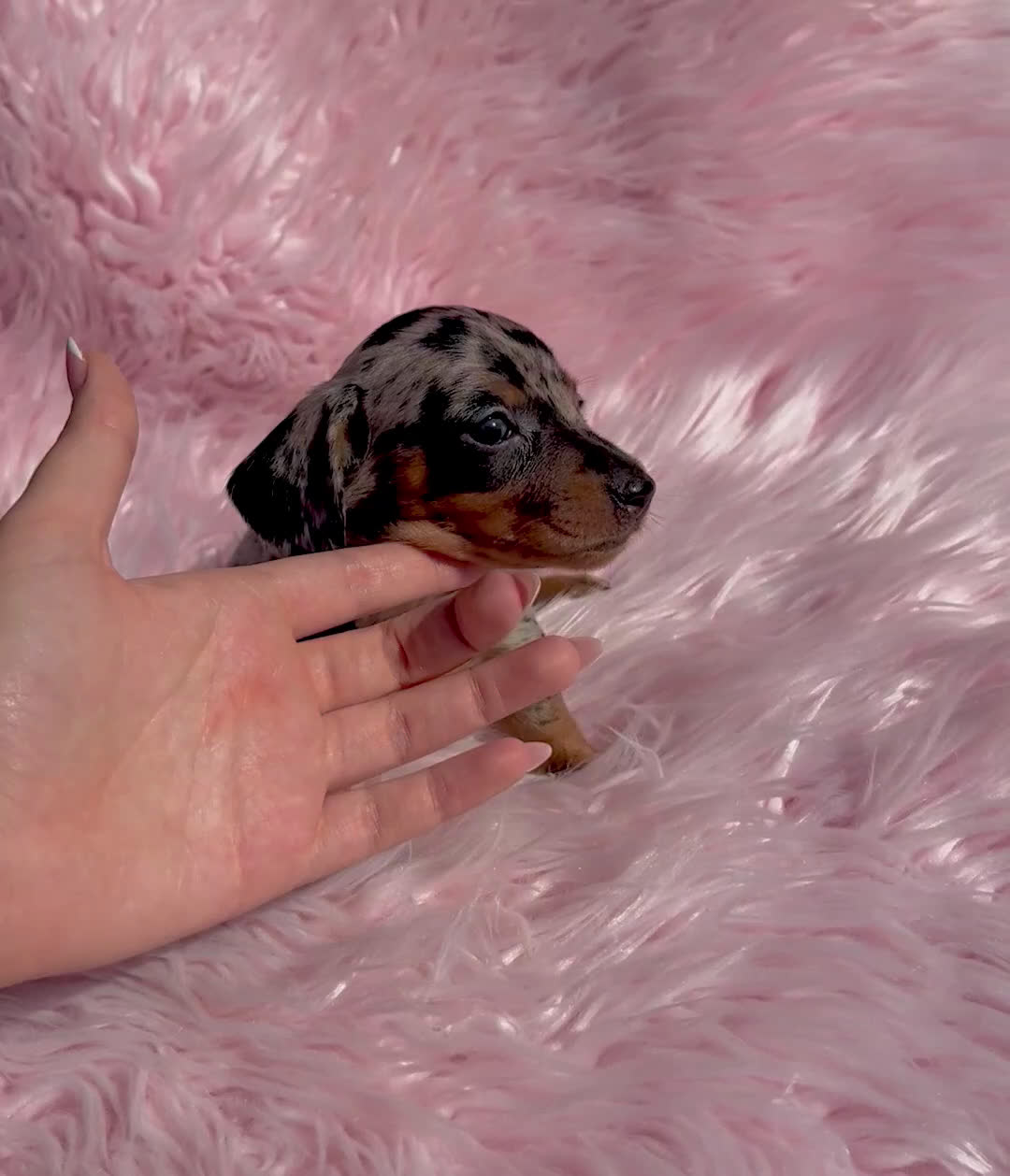 Teckel Miniatura perros en venta: Teckel Arleqyin Kaninchen  - Video 1