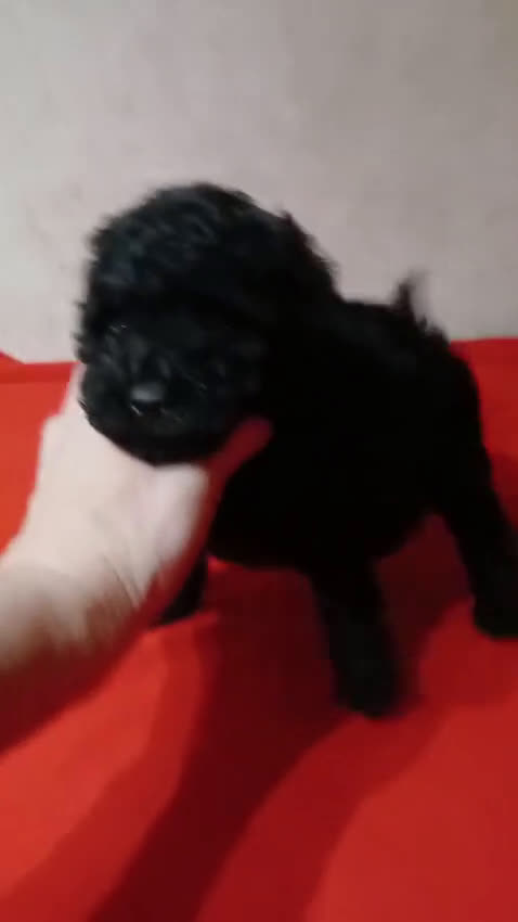 Caniche Toy perros en venta: Espectaculares Caniche Toy  - Video 1