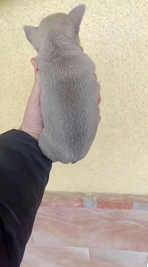 Chihuahua perros en venta: Chihuhua macho  - Video 1