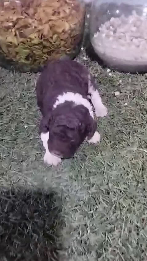 Perro de Agua Español perros en venta: Cachorro macho bicolor - Video 1