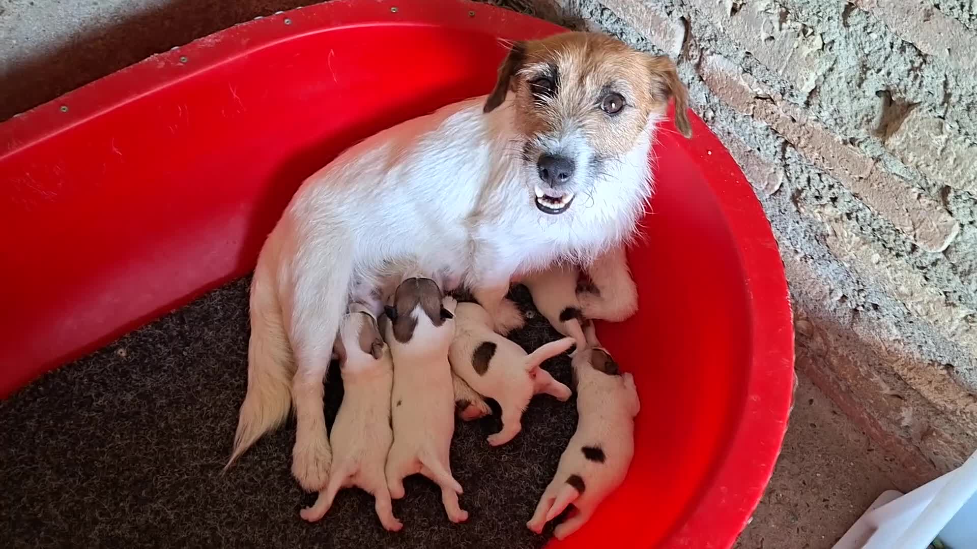 Jack Russell Terrier perros en venta: CACHORROS DE JACK RUSSELL - Video 1