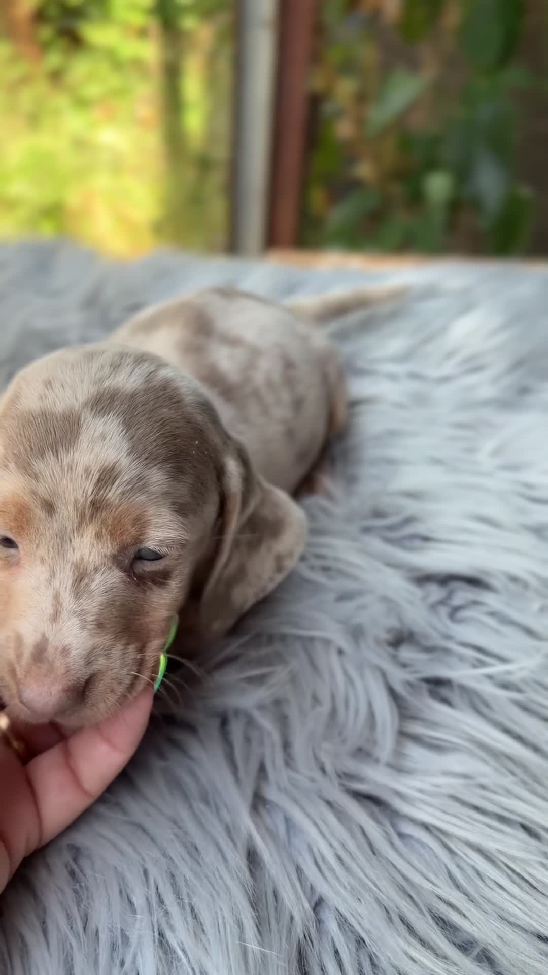 Teckel Miniatura perros en venta: Teckel Arlequin mini  - Video 4