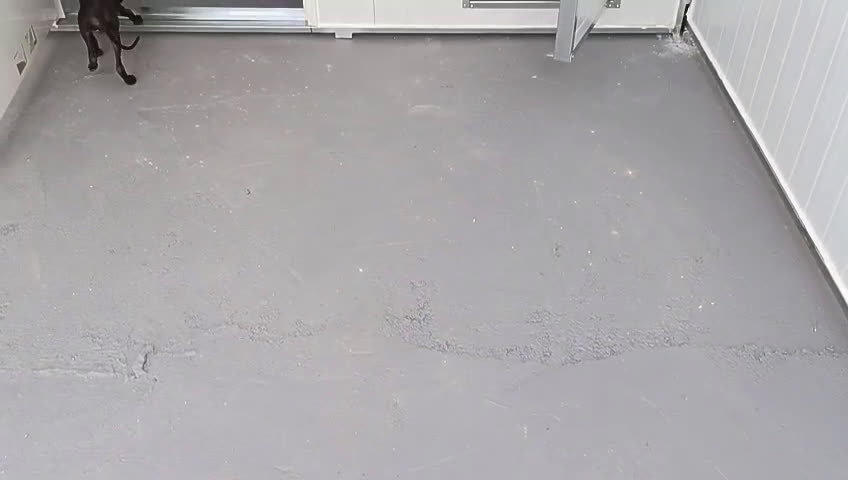 Pequeño Lebrel Italiano perros en venta: Picolo precio real  - Video 2