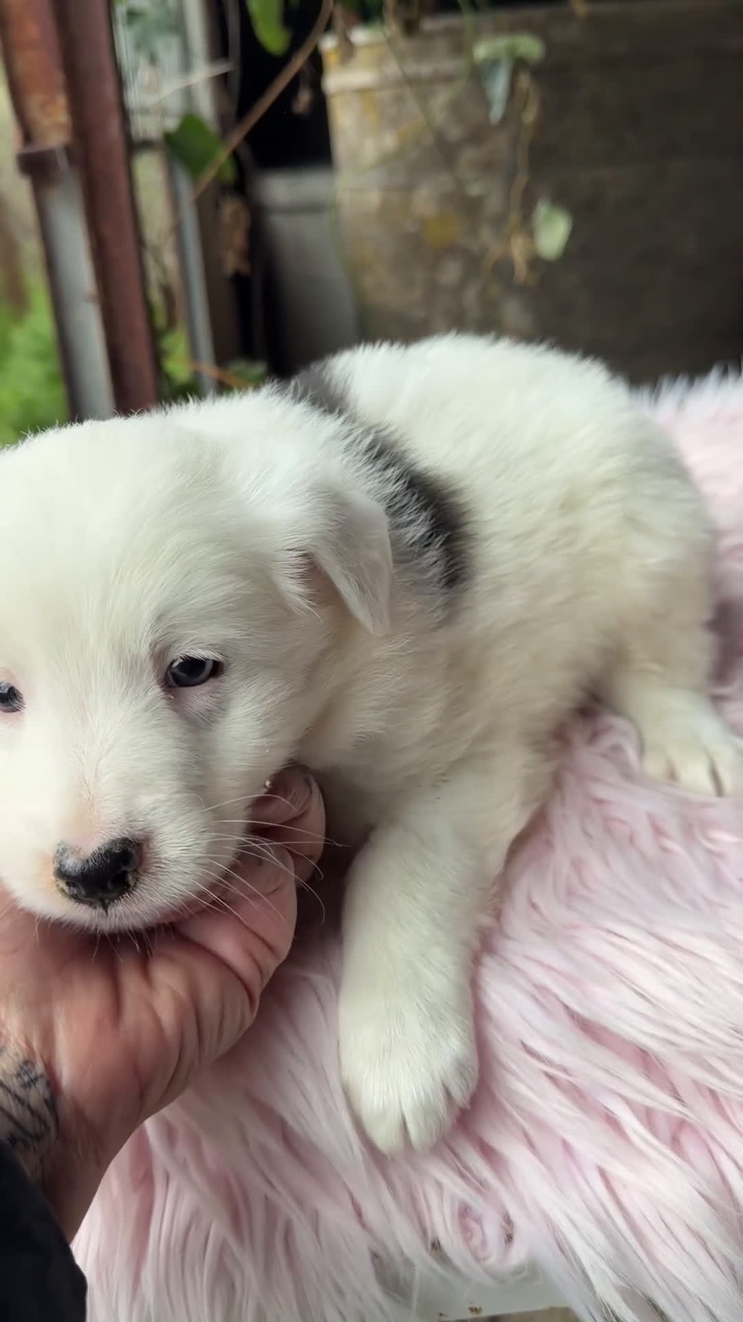 Border Collie perros en venta: Border collie blanca y negra  - Video 2