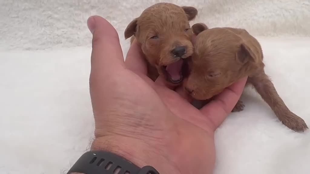 Caniche Toy perros en venta: Caniche toy asiático  - Video 1