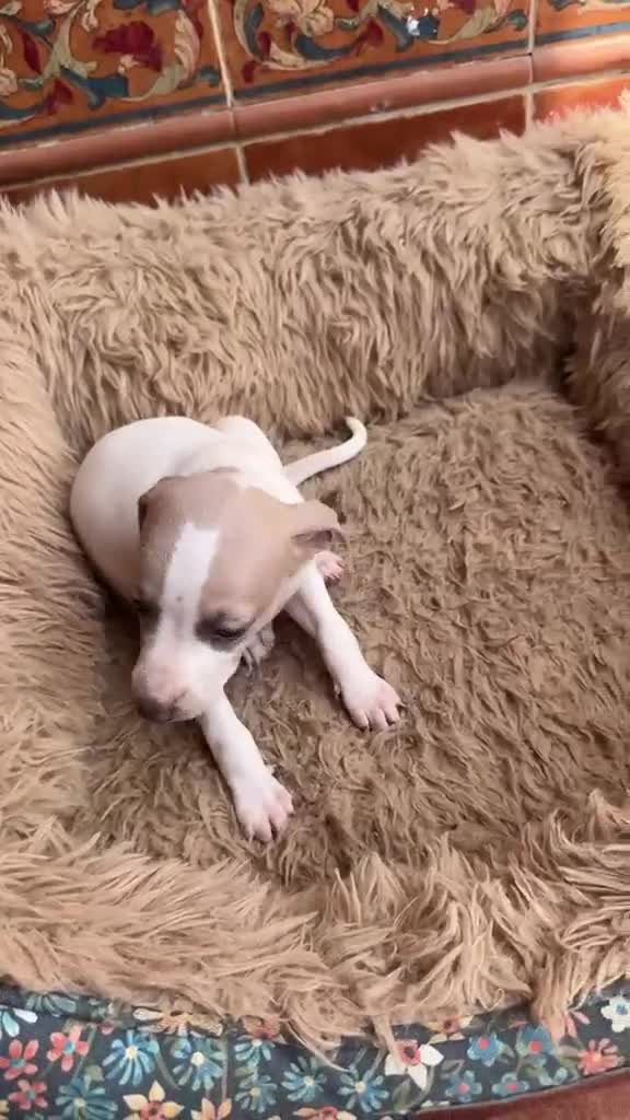 Border Collie perros en venta: Bordell collin De Máxima Calidad - Video 2