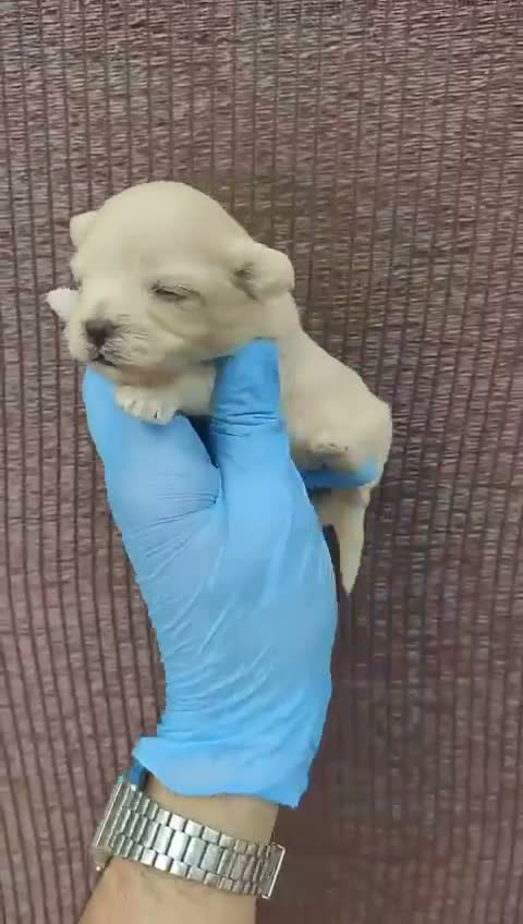 Maltipoo perros en venta: Maltipoo - Video 1