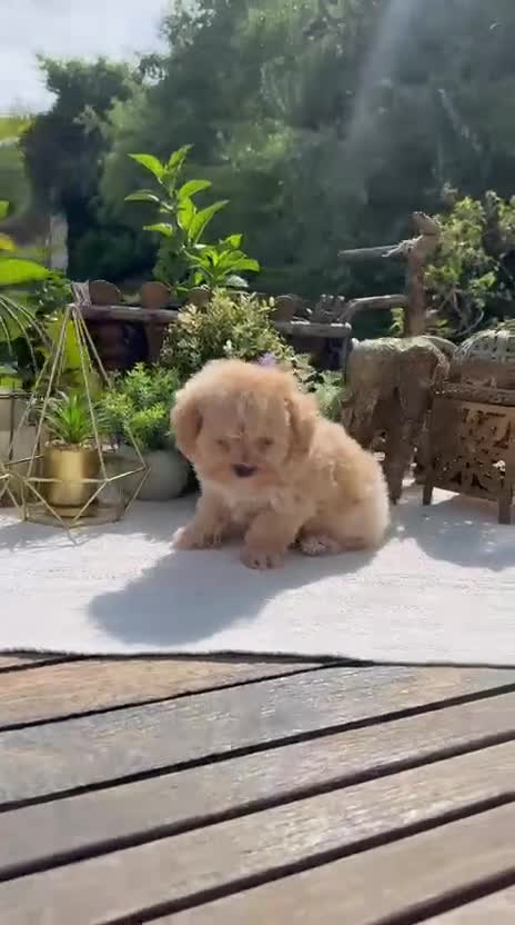 Maltipoo perros en venta: Maltipoo Toy macho rojo apricot super peludo  - Video 1
