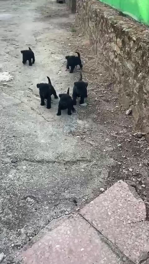 Schnauzer Miniatura perros en venta: Scnauzer mini - Video 1