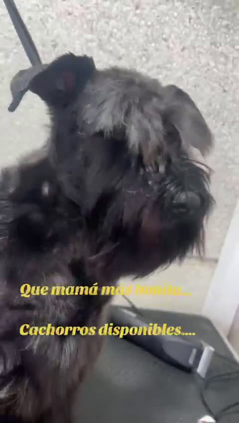 Schnauzer Miniatura perros en venta: Schnauzer miniatura - Video 1