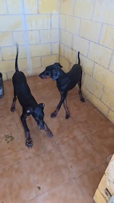 Dobermann perros en venta: Doberman  - Video 1