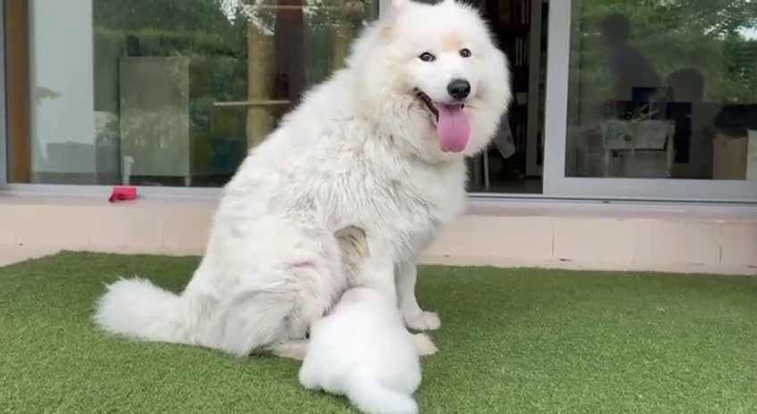 Samoyedo perros en venta: Samoyedos espectaculares bebes  - Video 1