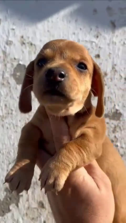 Teckel Miniatura perros en venta: Cachorros raza Teckel  en Granada - Video 1