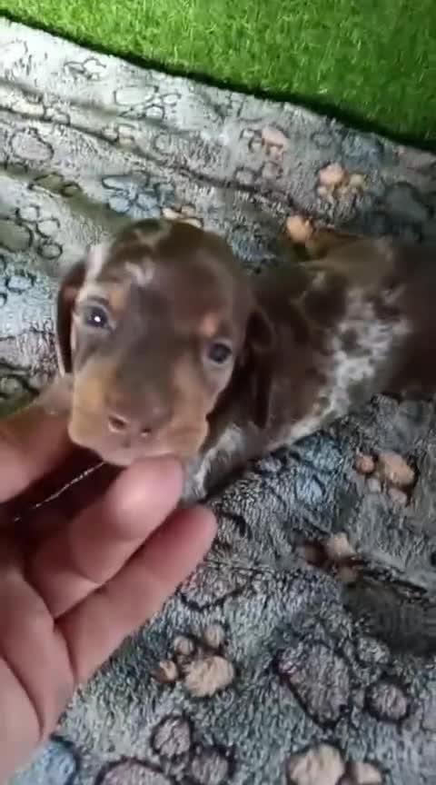 Teckel Miniatura perros en venta: Camadas de teckel kaninchen todos los colores  - Video 1