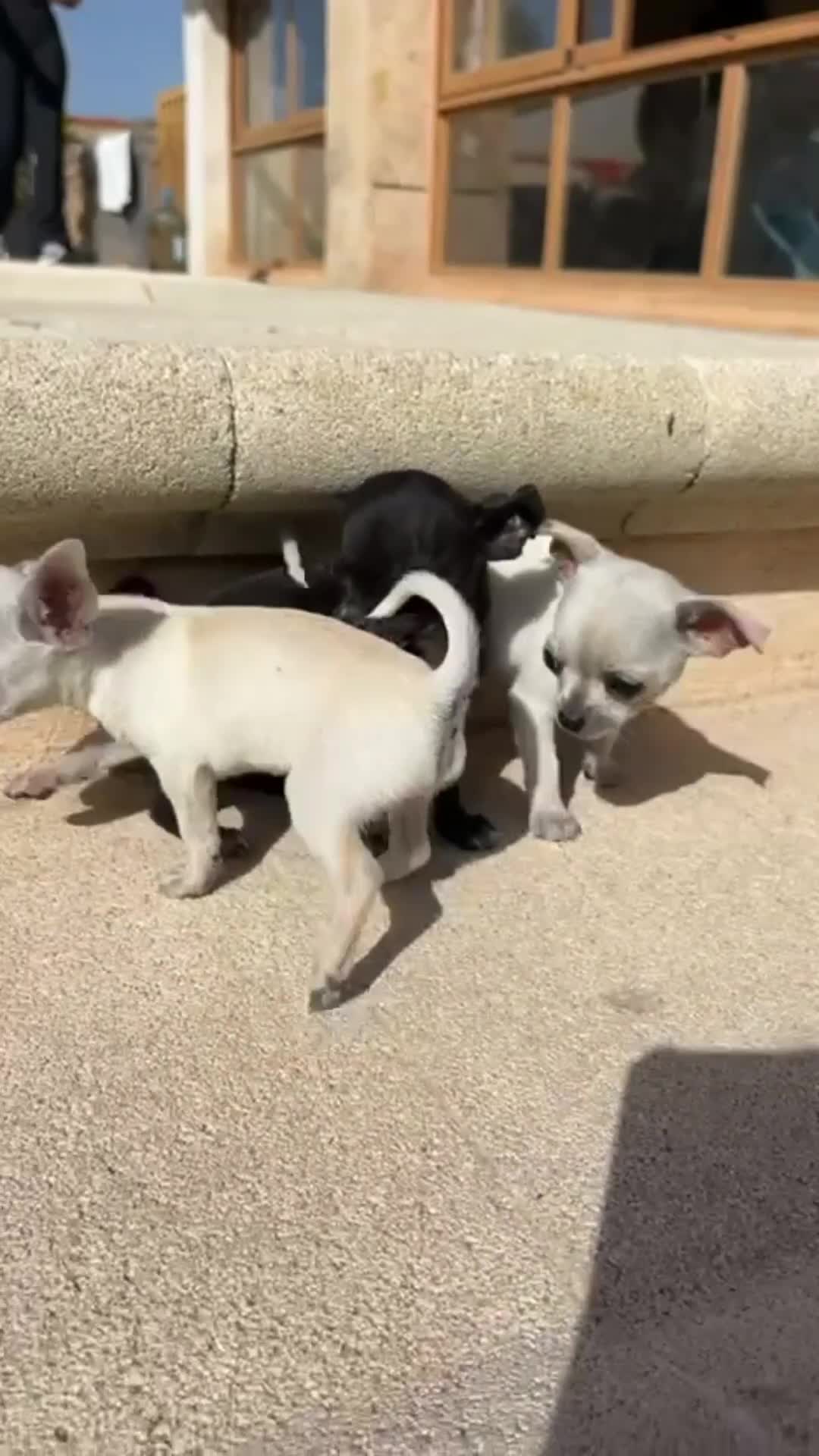 Chihuahua perros en venta: Chihuahua toy - Video 2