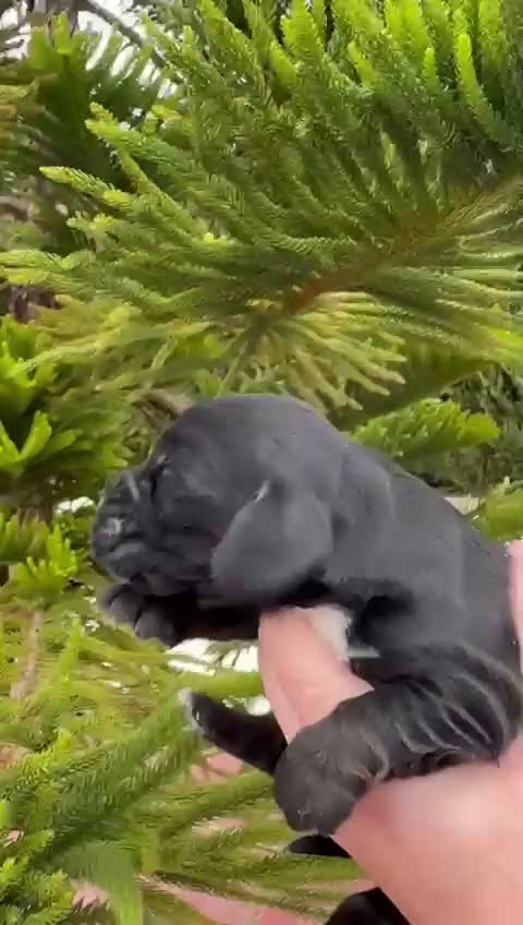 Cocker Spaniel Inglés perros en venta: Preciosos cachorros de cocker  - Video 3