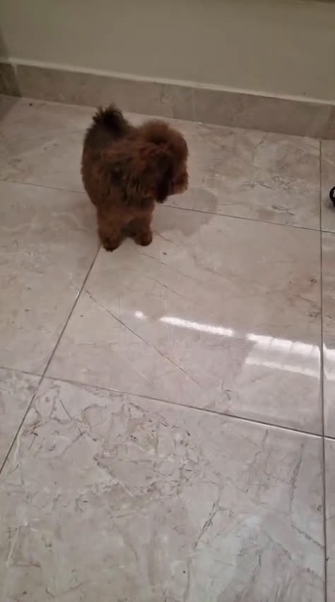 Caniche Toy perros en venta: Caniche Toy - Video 1