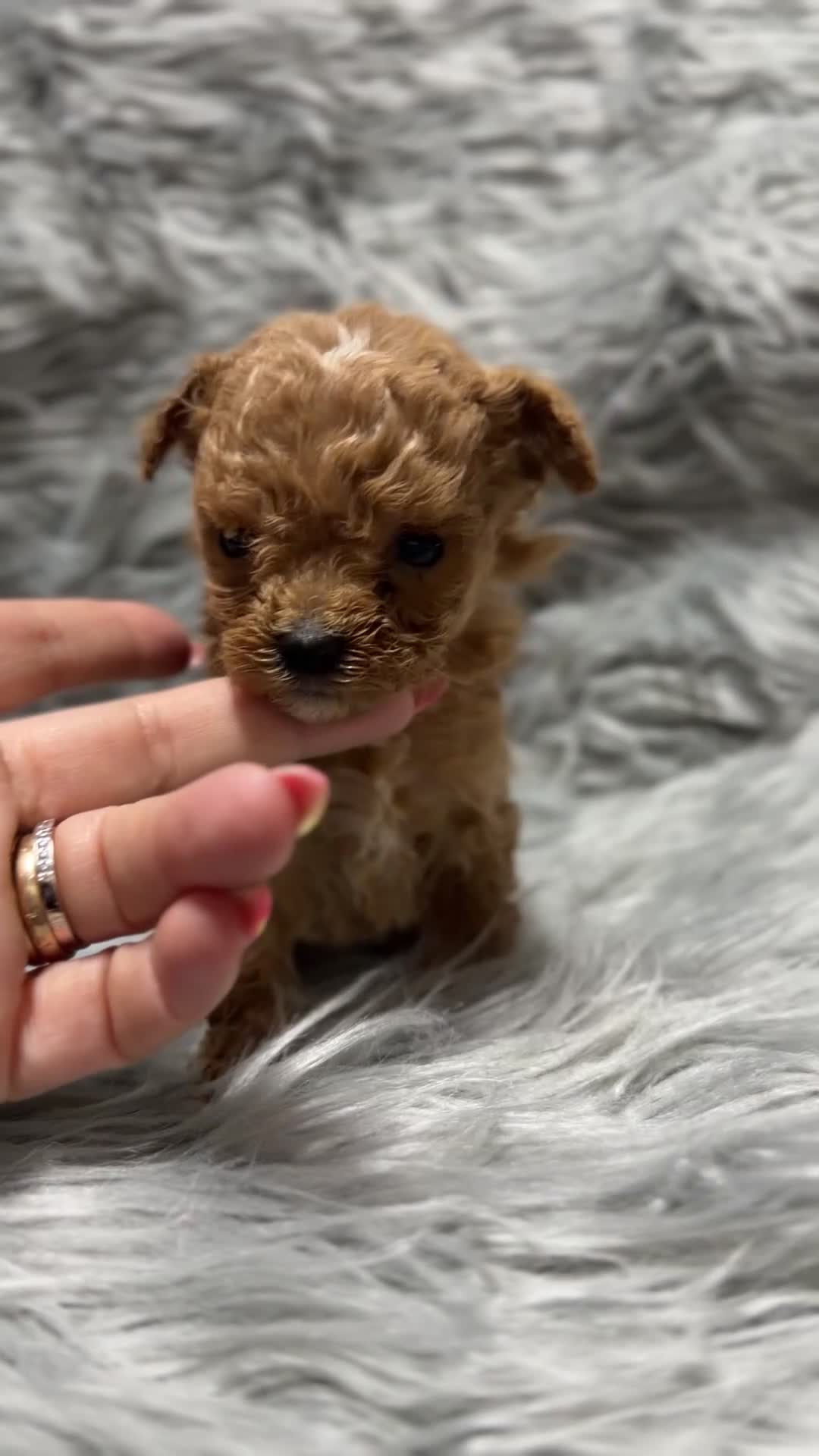 Maltipoo perros en venta: Maltipoo micro macho  - Video 1