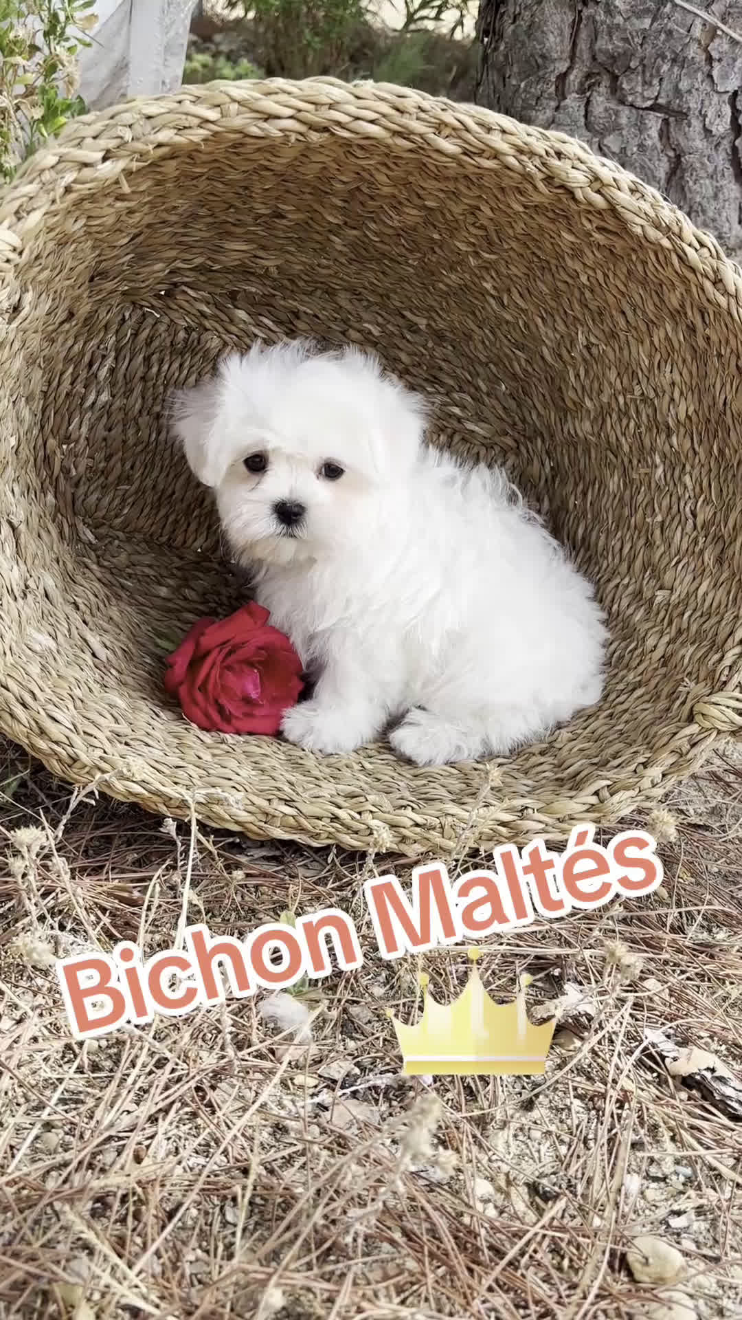 Bichón Maltés perros en venta: Bichon Maltés Toy muy buenas lineas  - Video 1
