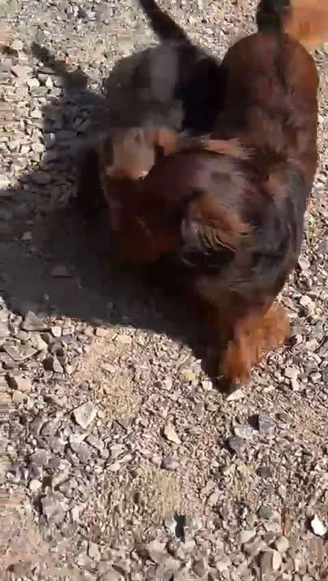 Teckel Miniatura perros en venta: Teckel miniatura pelo largo  - Video 1