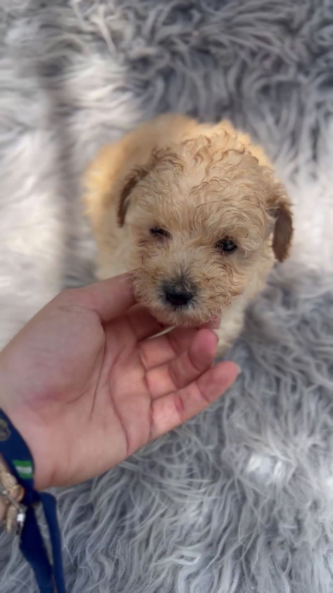 Caniche Toy perros en venta: Caniche toy apricot  - Video 1
