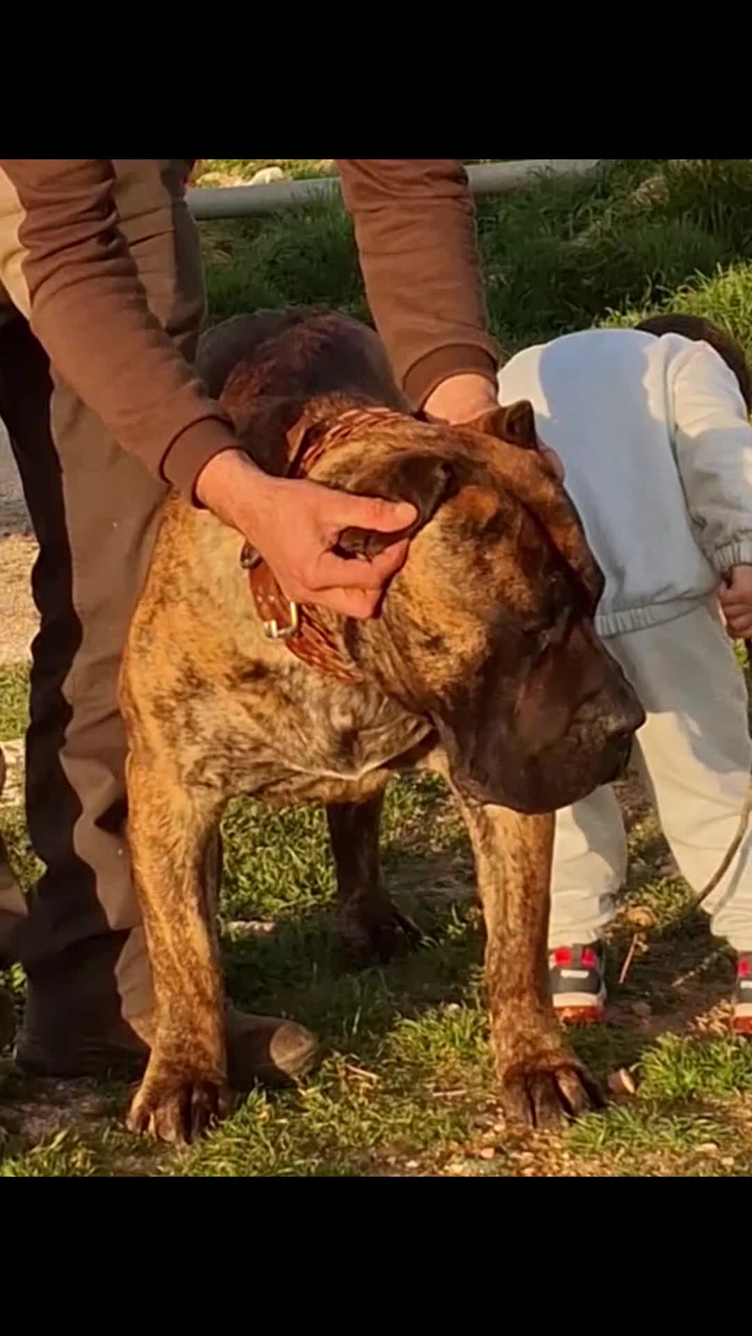 Presa Canario perros en venta: Presa canario top pedigrí - Video 1