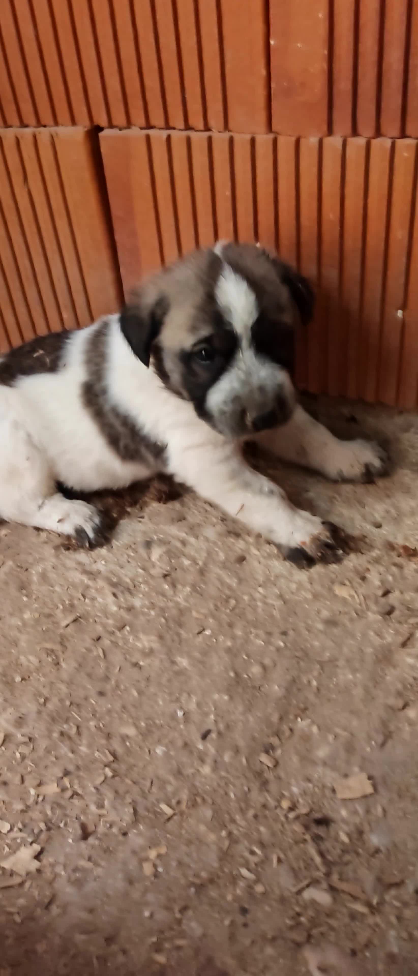 Mastín Español perros en venta: Mastín Español  - Video 1