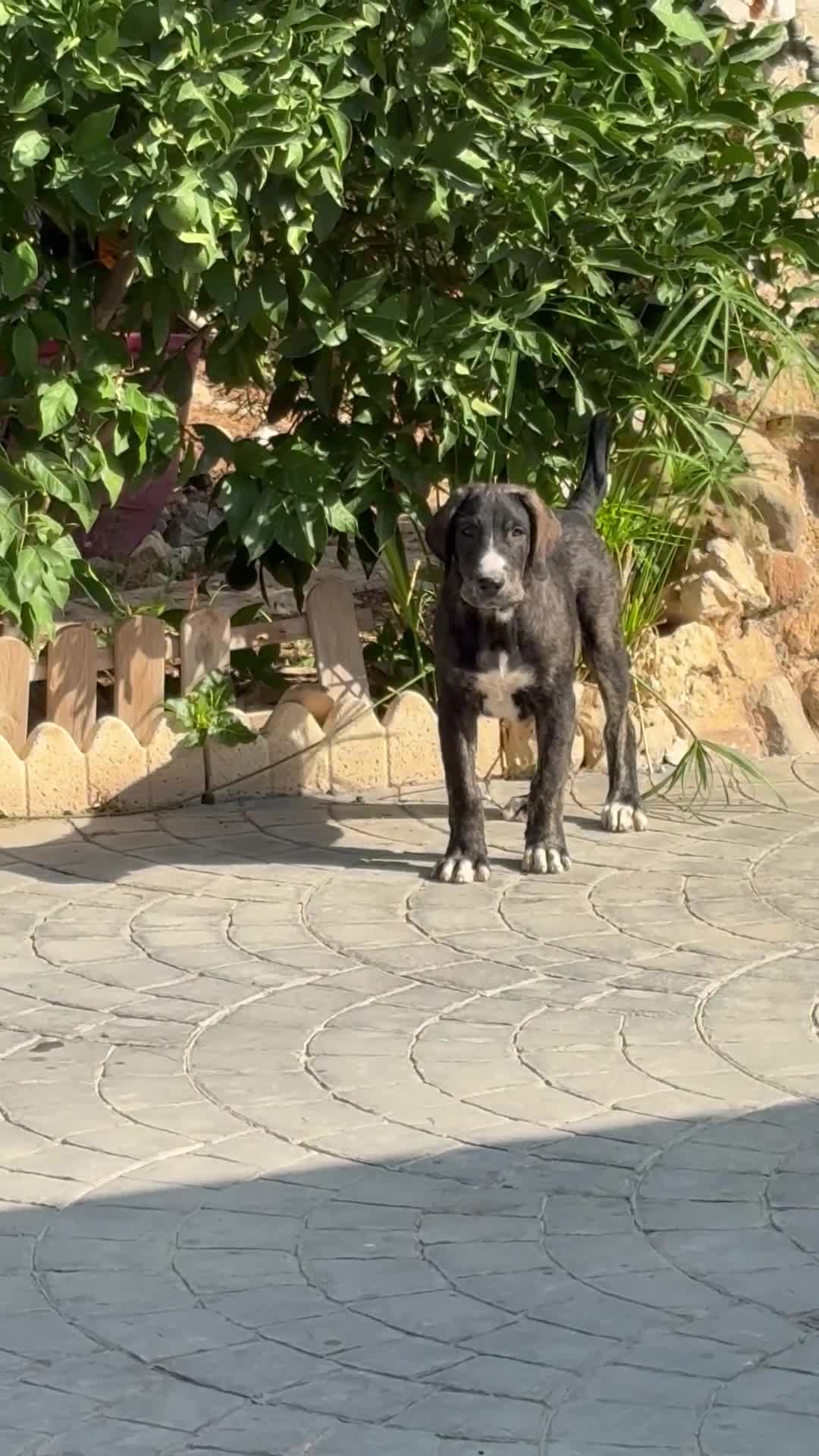 Pastor de Asia Central perros en venta: Cachorro Alabai  - Video 1