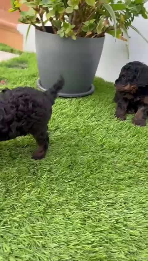 Caniche Toy perros en venta: CANICHTE TOY HEMBRA Mascotas del sur - Video 3