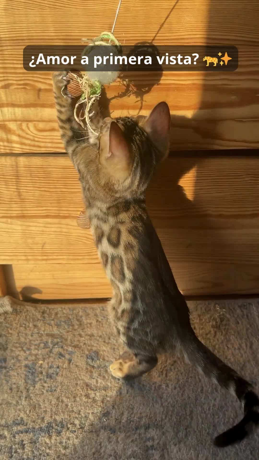 Bengalí gatos en venta: Hembra Bengalí Brown Spotted Tabby - Video 1
