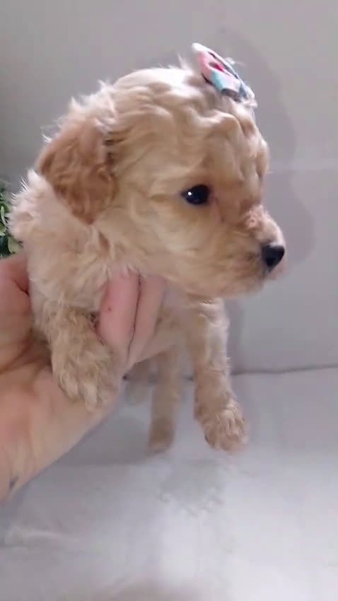 Maltipoo perros en venta: Maltipoo macho  - Video 1