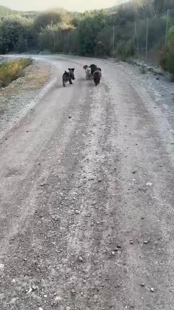 Perro de Agua Español perros en venta: PERRO DE AGUA ESPAÑOL - Video 2