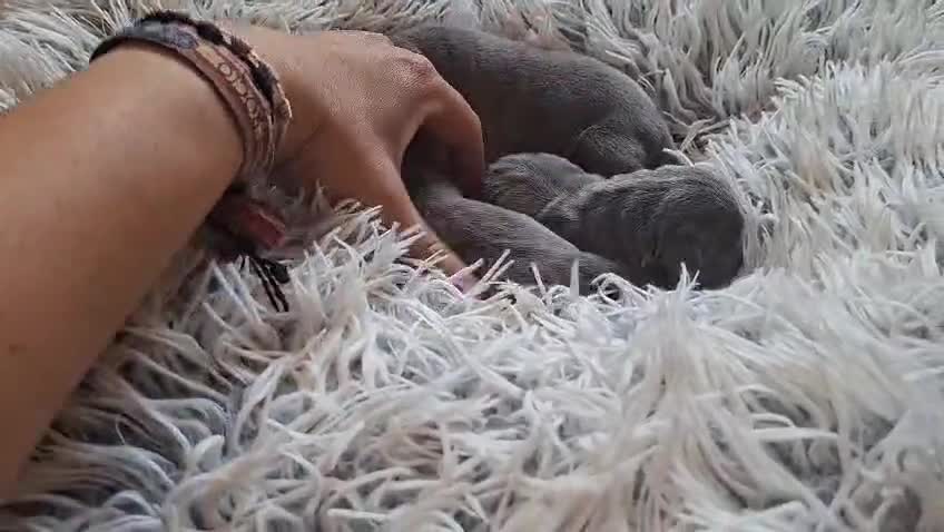 Pinscher Miniatura perros en venta: PINSCHER MINIATURA BLUE - Video 4